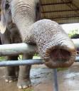 520px-asian_elephant_trunk.jpg