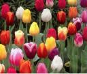muti-hued-tulips.jpg