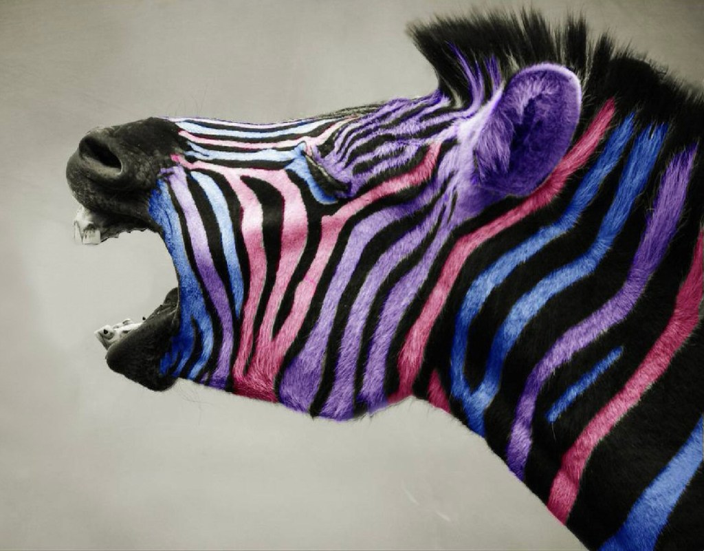 The Velvet Zebra